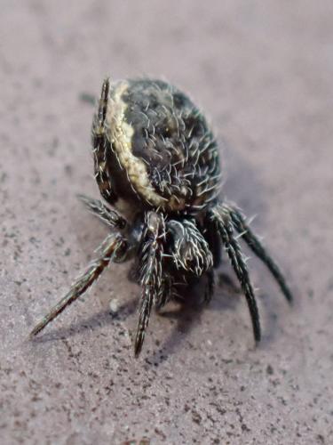 Nuctenea umbratica